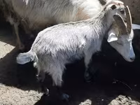 Cabra, Cabras — foto 4