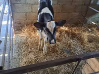 Bou, Rasa Holstein — foto 1