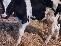 Lembu jantan, Russian Black pied cattle — foto 2