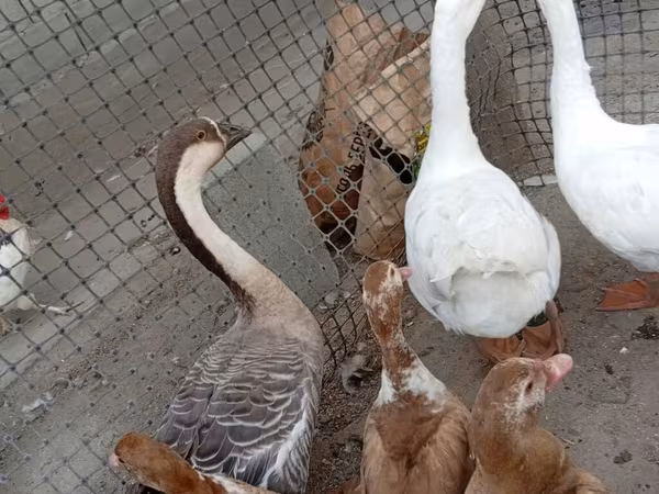 Geese