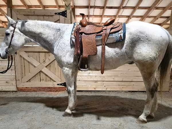 اسب نر, Quarter Horse
