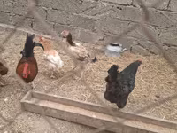 Chickens — fotografija 2