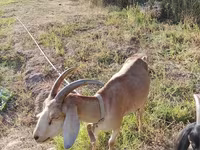 Kambing betina, Nubian Goat — foto 2