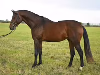 公马, Thoroughbred horse — 照片 3