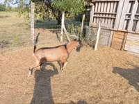公山羊, Alpine goat — 照片 3