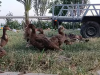 Ducks — fotografija 3