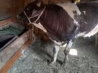 Toro, Russian Black pied cattle — foto 4