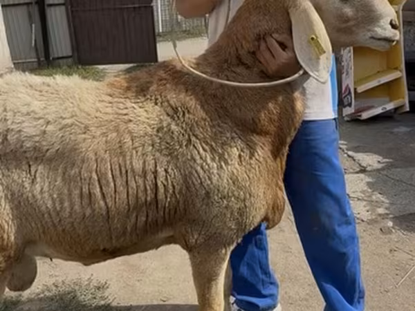 แกะตัวเมีย, Baerchuke sheep