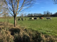 ወንድ በሬ, Aberdeen-Angus — ፎቶ 5