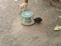 Chickens — عکس 7