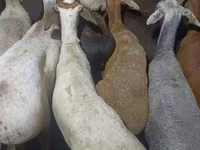 میش, گوسفند — عکس 1