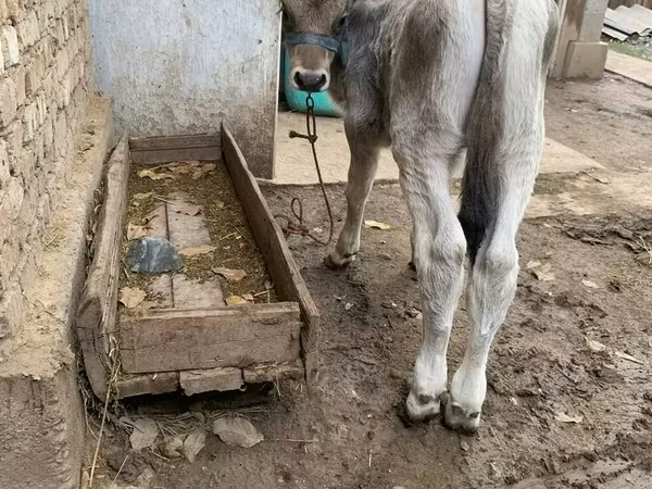 Býk, Swiss cattle