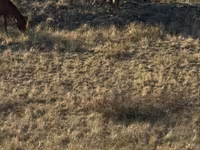 اسب (گروه، جنسیت مشخص نشده), Kazakh horse — عکس 5