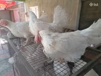 Chickens — foto 3