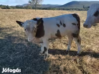 گاو نر, نژاد خاکستری مجارستانی — عکس 2