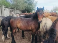 Konji (partija, pol nije naveden), Horse breed — fotografija 1