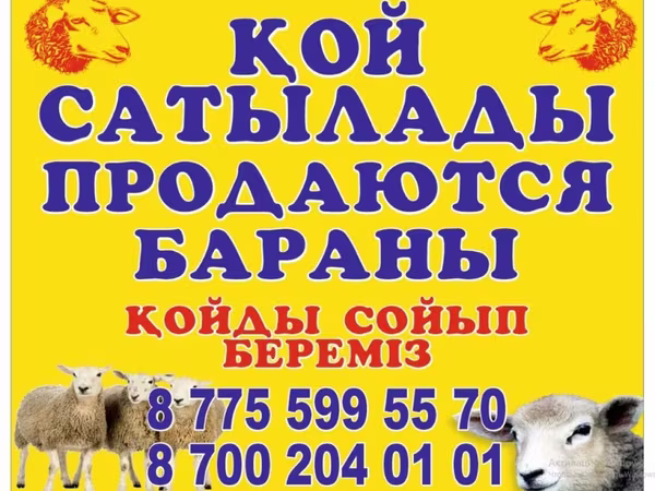 Beran, Ovce — Kazachstán