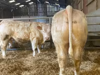 Dibi, Simmental cattle — sawirka 2