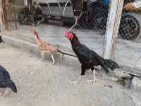 Chickens — الصورة 3