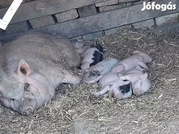 Cinghiale, Вьетнамская вислобрюхая