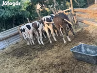 Býk, Simmental cattle — foto 2