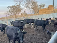 วัวตัวเมีย, Swiss cattle — รูปภาพ 3