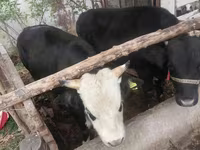 Lembu jantan, Russian Black pied cattle — foto 3