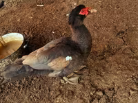 Ducks — φωτογραφία 1