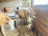 วัวตัวเมีย, Swiss cattle — รูปภาพ 5