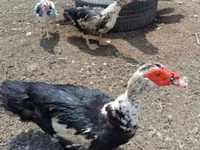 Ducks — عکس 3