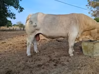 گاو نر, Charolais cattle — عکس 3