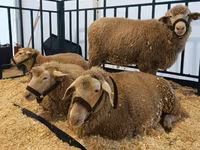 Sheep, Kuibyshev sheep — photo 3