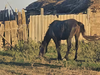 Hengst, Pferde — Foto 5