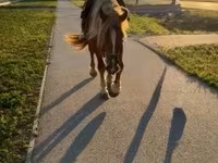 Koń, Haflinger — zdjęcie 4