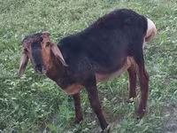 Billy Goat, Goats — photo 5