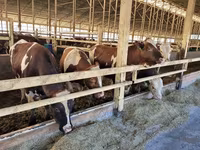 Kuh, Simmental cattle — Foto 1