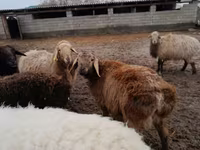 Sheep (batch, sex not specified), Arashan sheep — photo 4