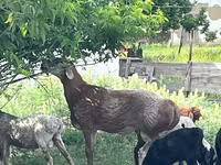 Beran, Arashan sheep — foto 1