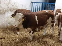 Bulle, Simmental cattle — Foto 1