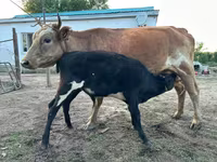 Vacă, Latvian Blue cattle — foto 1