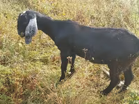 بکری, Nubian Goat — تصویر 1