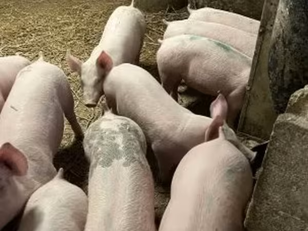 หมูป่าตัวผู้, Крупная белая