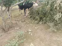 Koe, Simmental cattle — foto 5