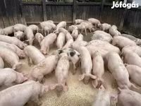หมูป่าตัวผู้, หมู — รูปภาพ 4