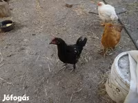 Chickens — รูปภาพ 1