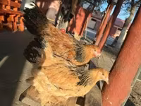 براهما — عکس 4