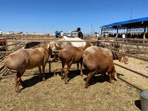 Arashan sheep