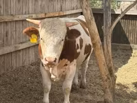 Byk, Węgierska szara rasa — zdjęcie 3