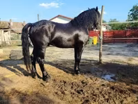 Hingst, Hästar — foto 5