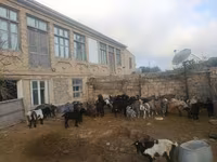 بز نر, بز — عکس 2